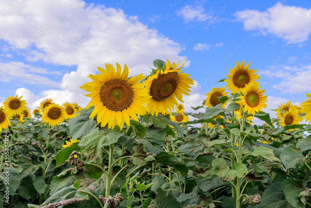 Sunflower field during shiny day with blue sky