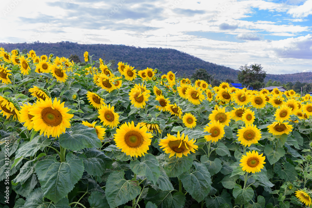 Sunflower field in a shiny day with blue sky and mountain backgr