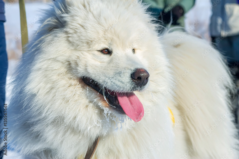 White fluffy Samoyed dog language. close-up portrait