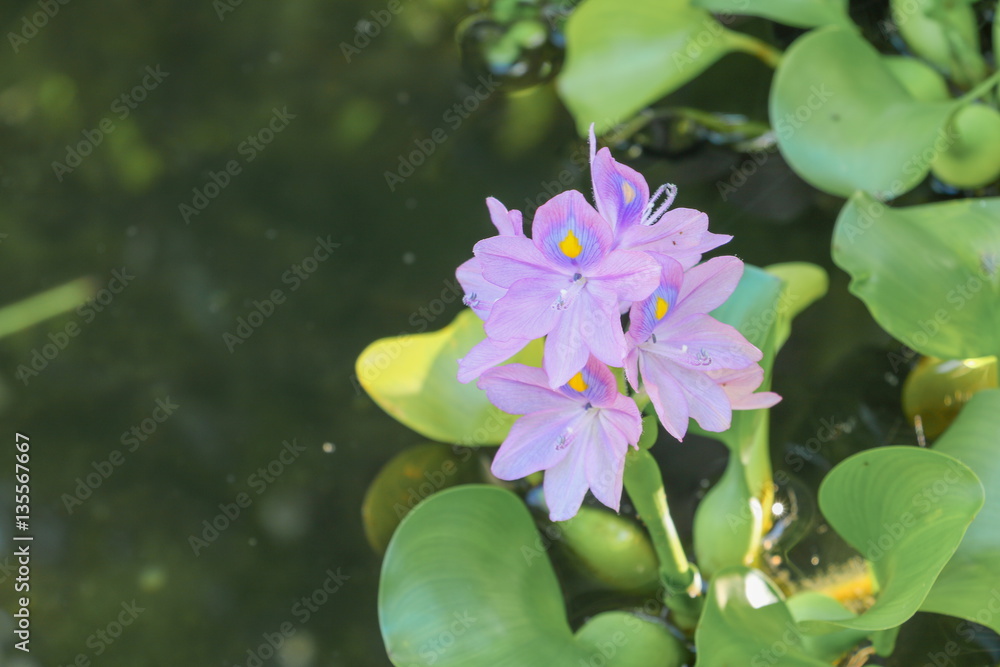Water hyacinth floating beautiful in nature Java Weed Water hyacinth floating beautiful in nature Java Weed