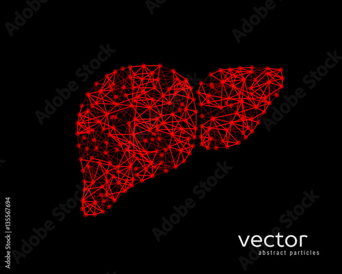 Vector illustration of human liver with cirrhosis.