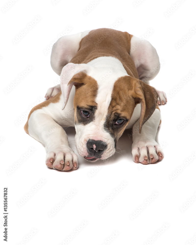 American bulldog puppy lying on the floor staring at the floor with paws to the front isolated on a white background
