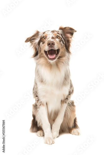 Fototapeta Naklejka Na Ścianę i Meble -  Cute sitting smiling australian shepherd facing the camera with its mouth open seen from the front on a white background