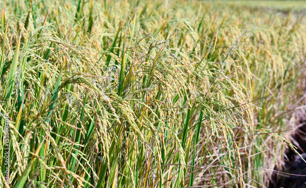 Rice field green rice plant, landscape photo Rice field green rice plant, landscape photo
