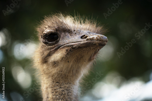 head shot of ostrich