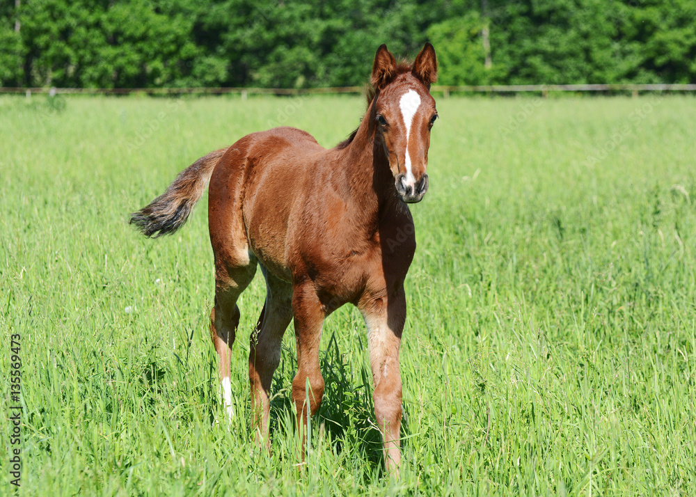 The red foal goes