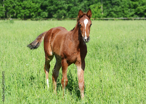 Obraz na płótnie The red foal goes w salonie