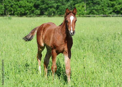 The red foal goes 