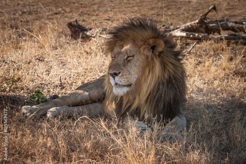 Big lion under a tree.