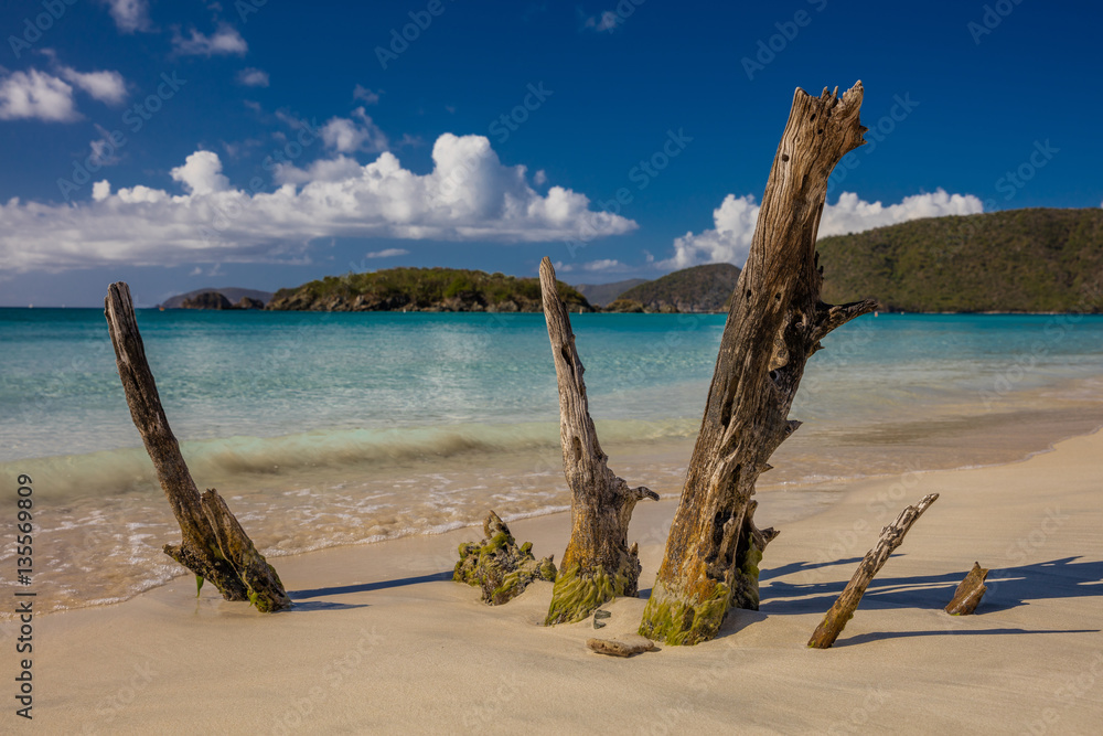 Driftwood dreaming