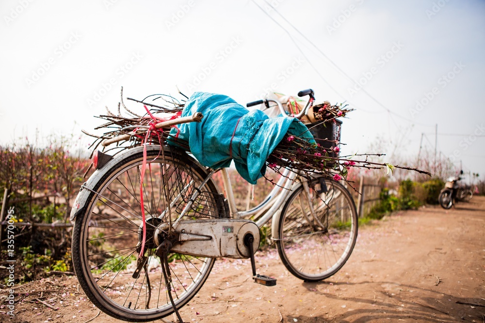 peach flowers blossom and bicycle in Spring