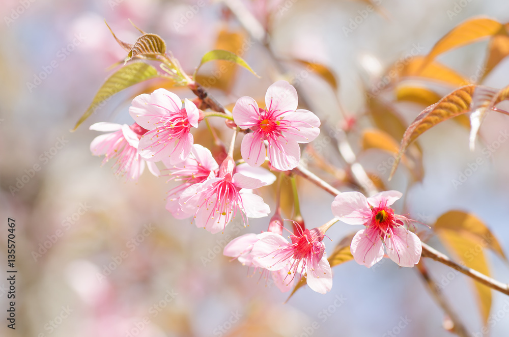 Obraz premium Pink cherry blossom in winter,Chiangmai,Thailand