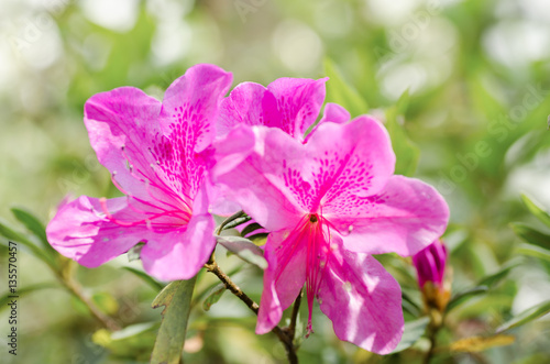 Fototapeta Naklejka Na Ścianę i Meble -  Pink Azalea flower blossom in a garden
