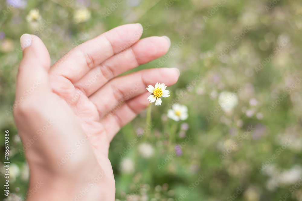 Beautiful flower on woman hand against background leaves Beautiful flower on woman hand against background leaves