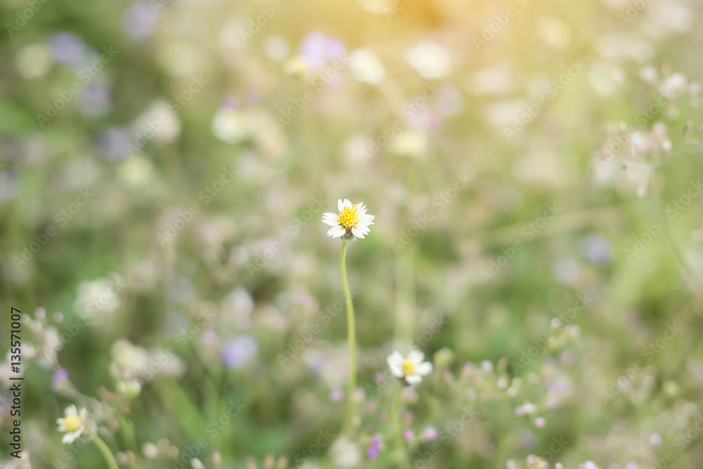 Beautiful flower on woman hand against background leaves Beautiful flower on woman hand against background leaves