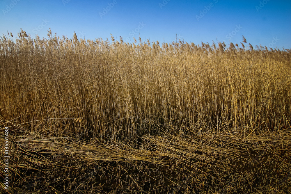 Fototapeta premium A beautiful norther Europe landscape with a lake in early spring