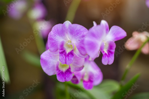 orchids orchids purple  orchids purple Is considered the queen o