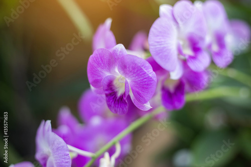 orchids orchids purple  orchids purple Is considered the queen o