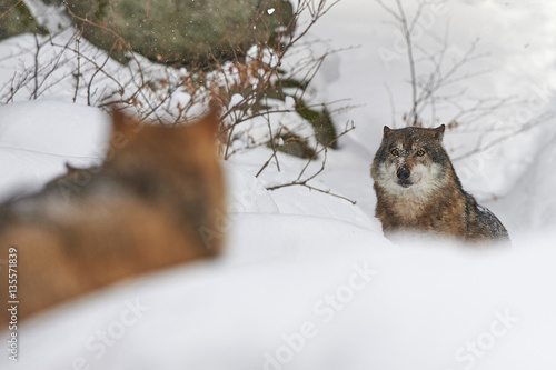 Zwei europäische Wölfe im Schnee