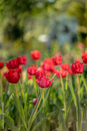 Red tulips © esanud