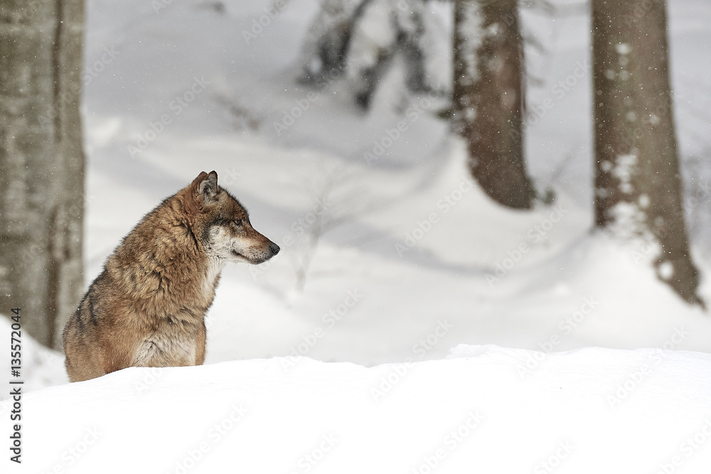 Ein europäischer Wolf im Schnee