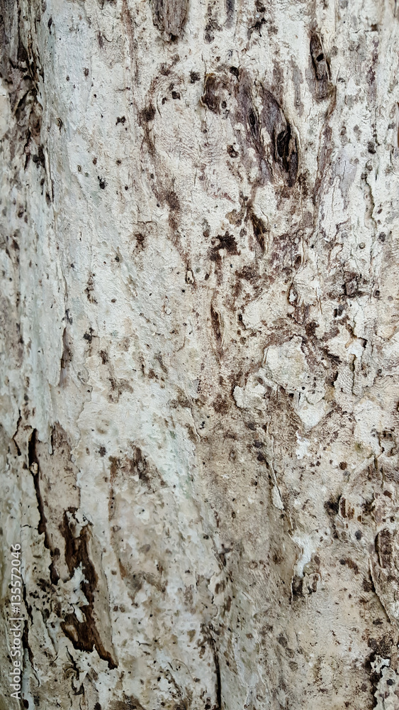 Bark of Tree Bark of Tree
