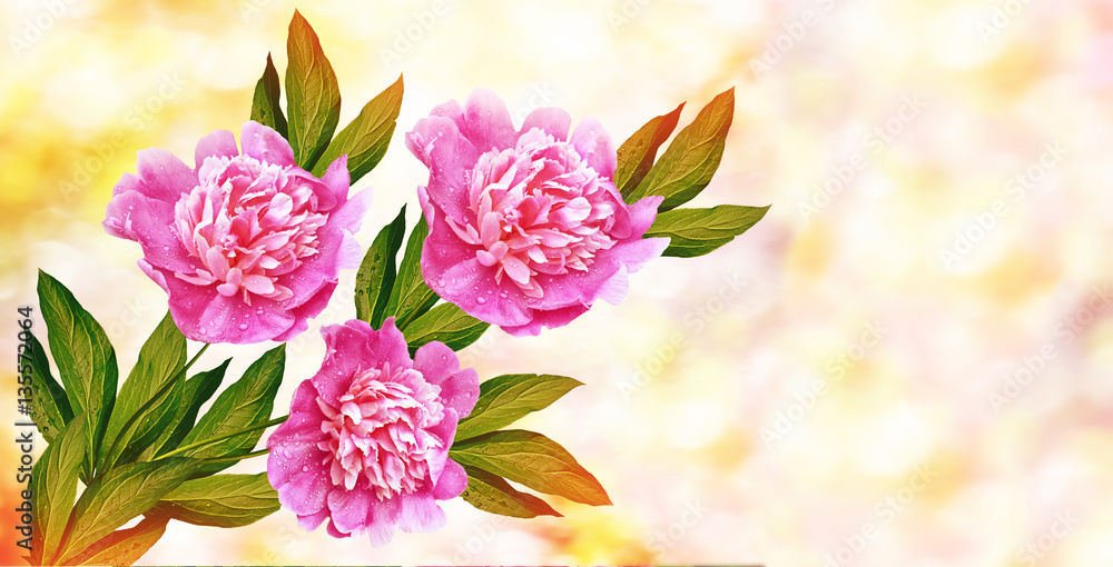 Bright colorful flowers peonies