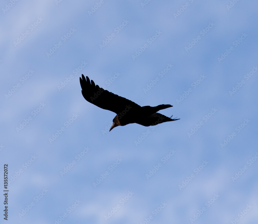 Obraz premium crows on the background of the sky with clouds