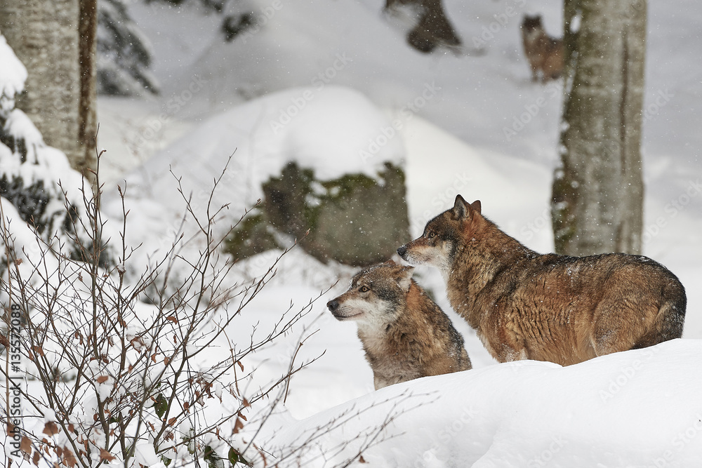 Fototapeta premium Drei europäische Wölfe im Schnee