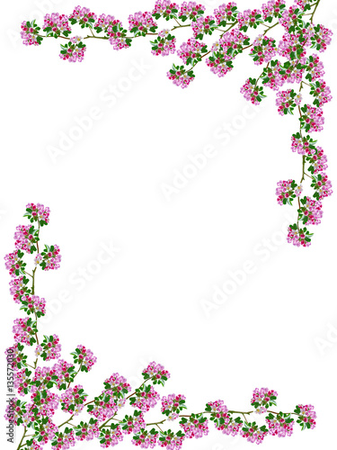 Flowering branch of apple isolated on a white background. Spring