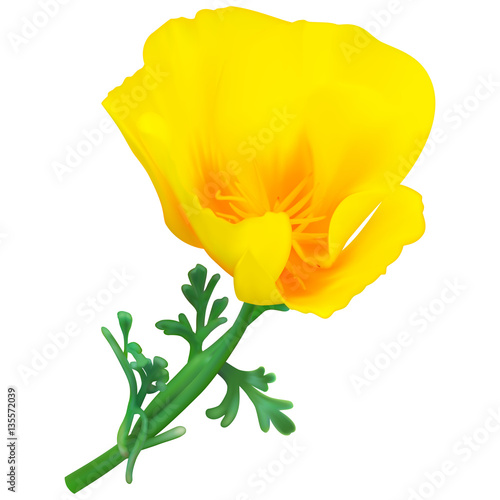 Yellow California poppy flower