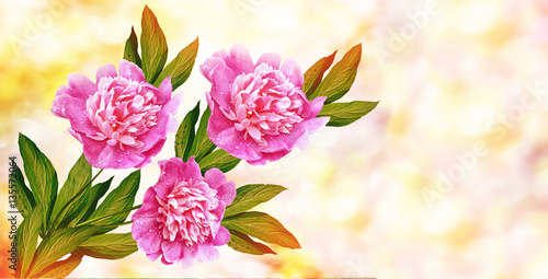 Bright colorful flowers peonies