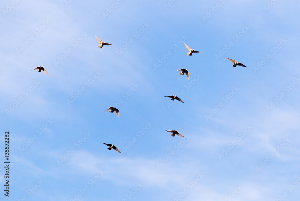 a flock of pigeons in the sky