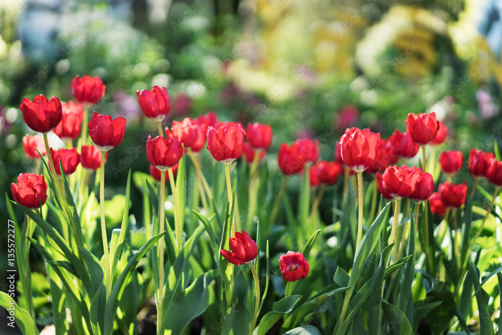 Fototapeta premium Red tulips