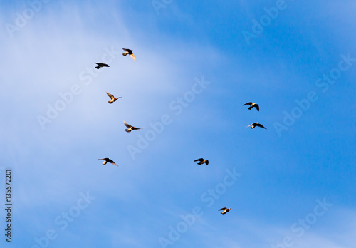 a flock of pigeons in the sky © schankz
