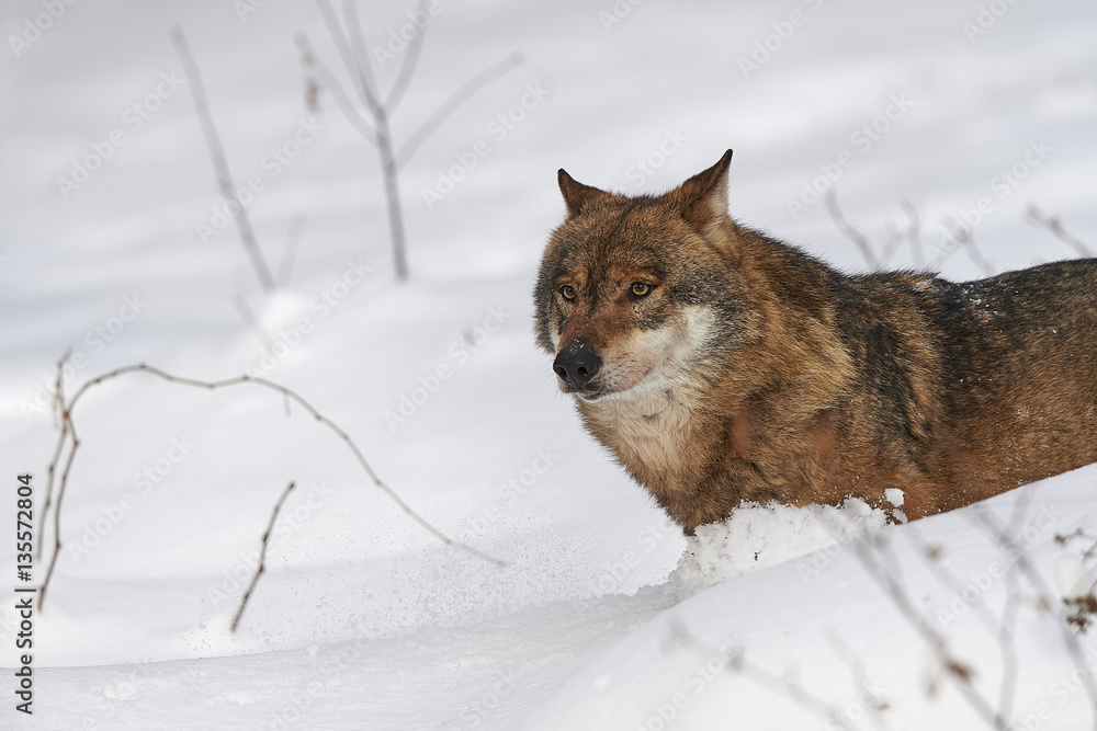 Fototapeta premium Ein europäischer Wolf im Schnee