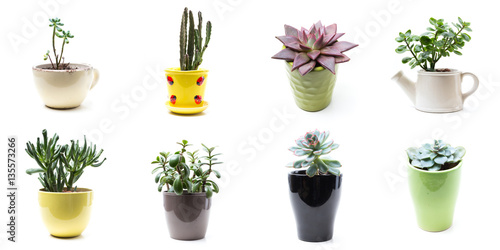 green plants in flower pots on white background
