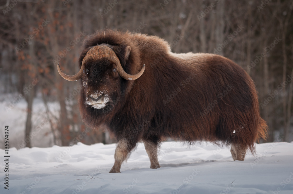 Muskox walking in the snow in winter Muskox walking in the snow in winter