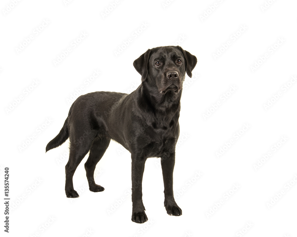 Black labrador retriever standing isolated on a white background