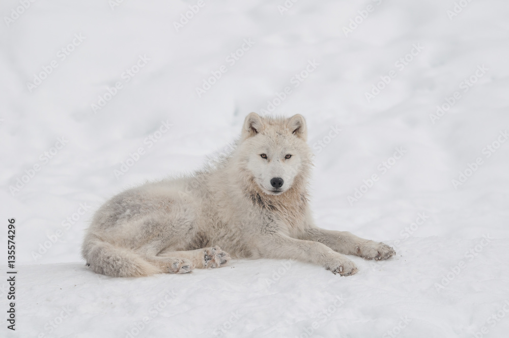 Obraz premium Arctic wolf in the snow.