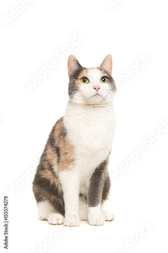 Fototapeta Naklejka Na Ścianę i Meble -  Grey, orange and white female cat sitting seen from the front looking up isolated on a white background