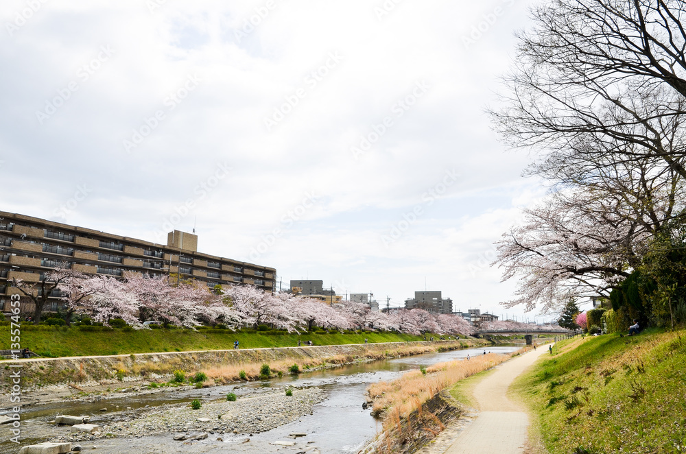 京都　高野川沿いの桜