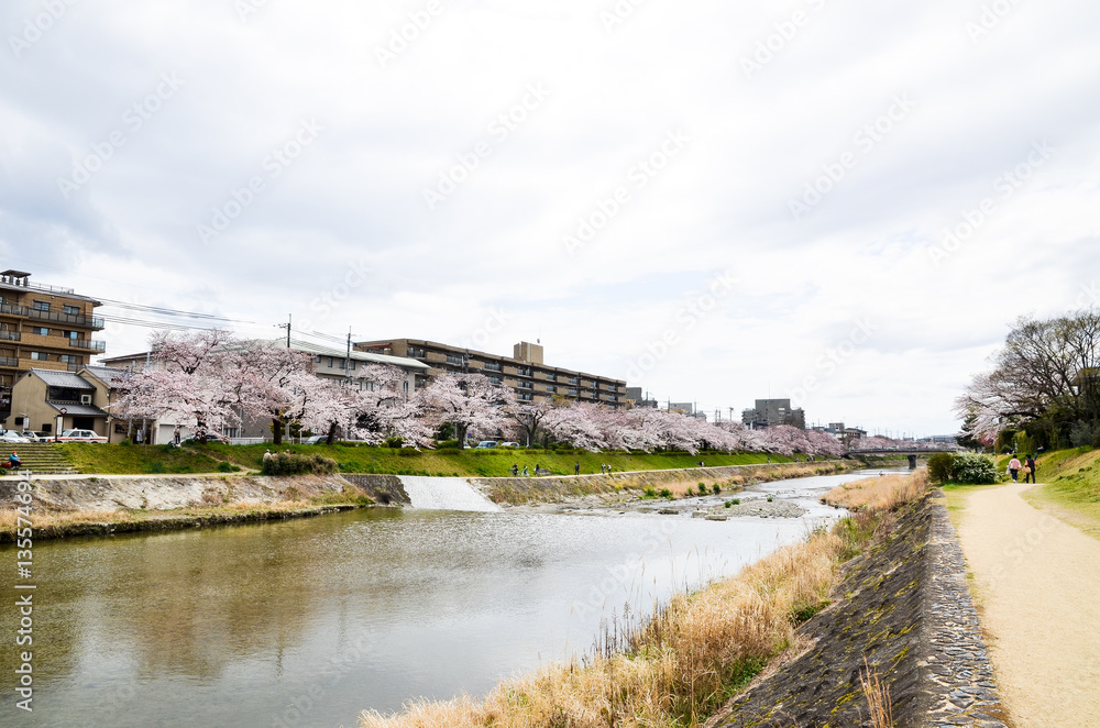 Fototapeta premium 京都 高野川沿いの桜