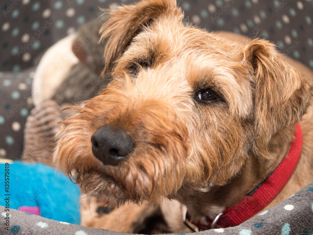 Irish Terrier dog sat in a bed Irish Terrier dog sat in a bed