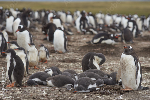 Colony of Gentoo Penguins (Pygoscelis papua) with chicks on Bleaker Island in the Falkland Islands