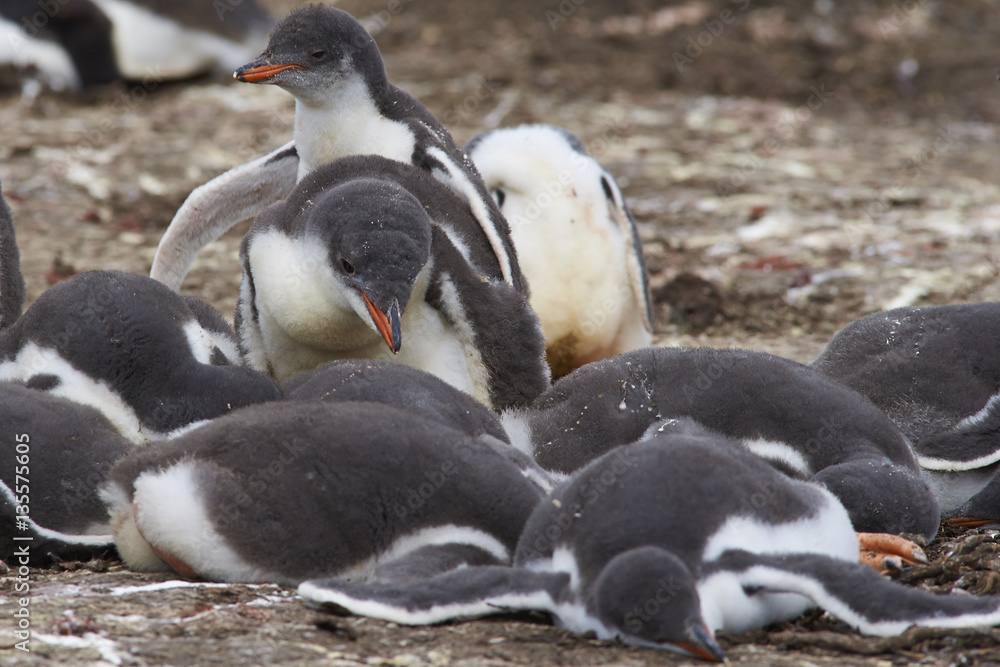 Naklejka premium Group of Gentoo Penguin chicks (Pygoscelis papua) in a creche on Bleaker Island in the Falkland Islands