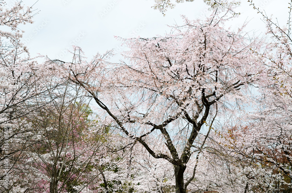 Fototapeta premium 京都 平野神社の桜
