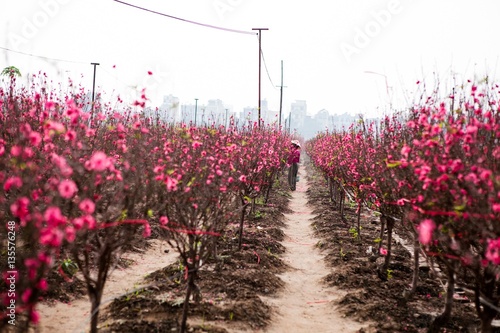 peach flowers blossom in Spring