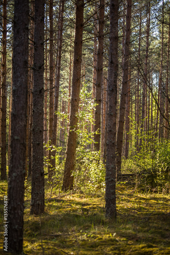 Naklejka premium A beautiful norther Europe forest landscape in late spring