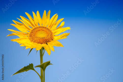 Endless field of yellow sunflowers in front of mountain at morning with clear blue sky background